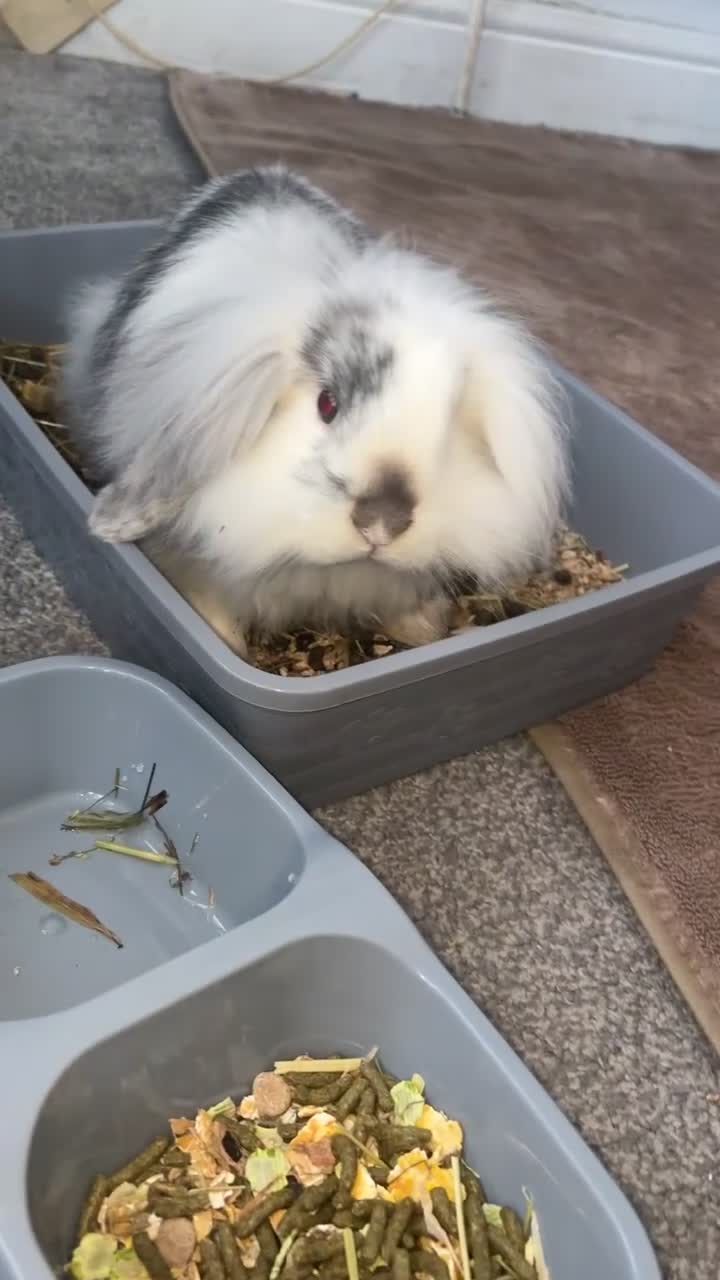 Lionhead rabbits for sale: Female rabbit for sale  in Clacton-on-Sea - Video 1