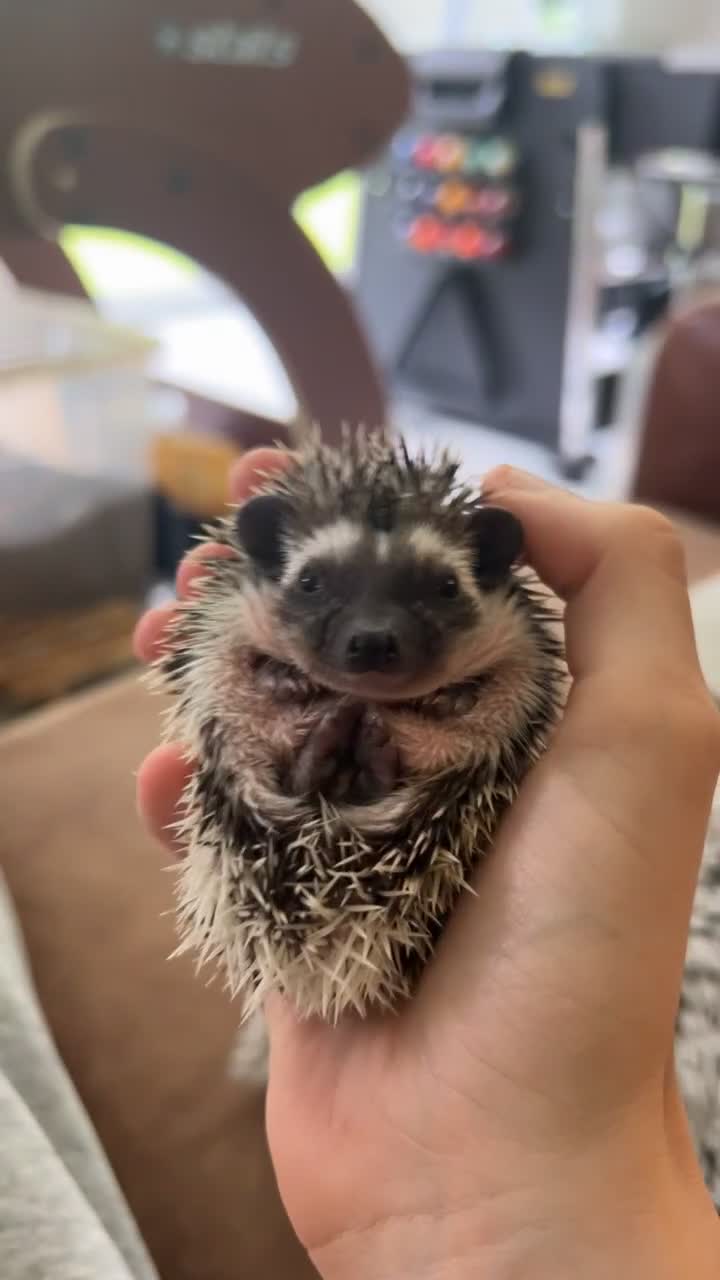 Pygmy Hedgehog rodents for sale: Absolutely stunning pinto quad mask - Video 4