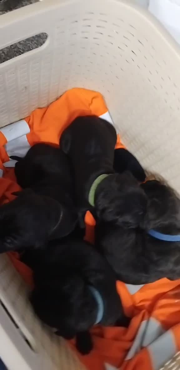 Cane Corso dogs for sale: Cane corso puppies  - Video 2