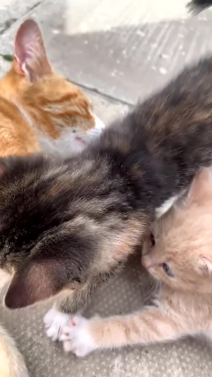 Mixed Breed cats for sale: 4 Month Female Tabby Kitten Available (Birmingham) - Video 3