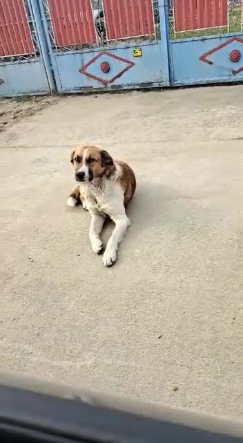 Mixed Breed dogs for adoption: BENNY - a faithful dog for a Loving Home - Video 1