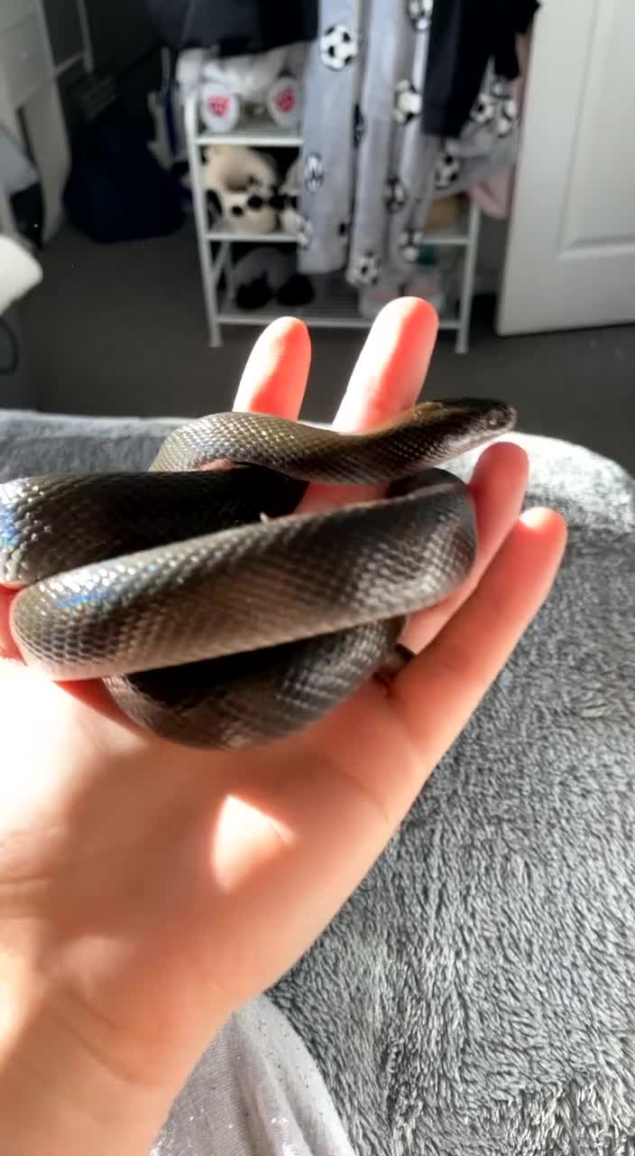 Snake reptiles for sale: Olive House Snake - Video 1