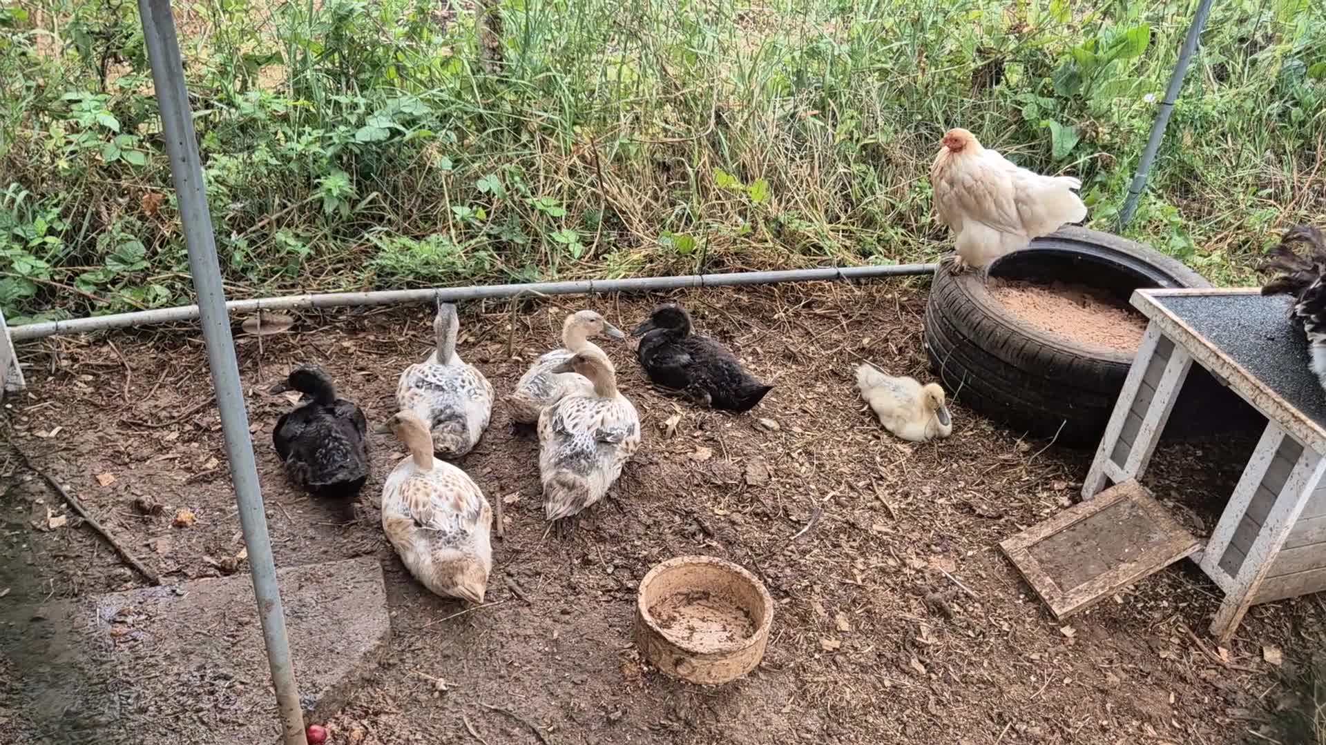 Ducks poultry for sale: Runner ducklings - Video 1