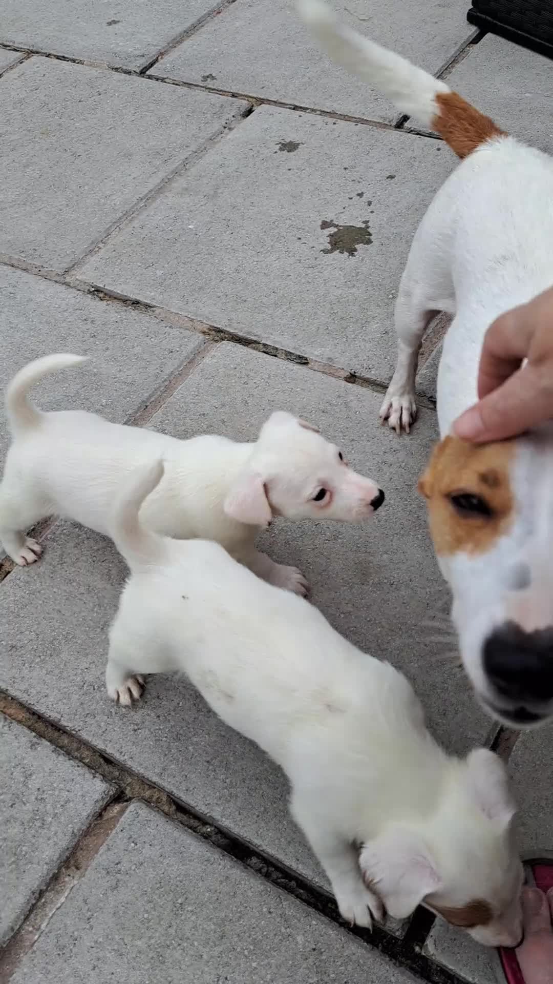 Jack Russell dogs for sale: Jolly Joyful Jack Russells  - Video 2