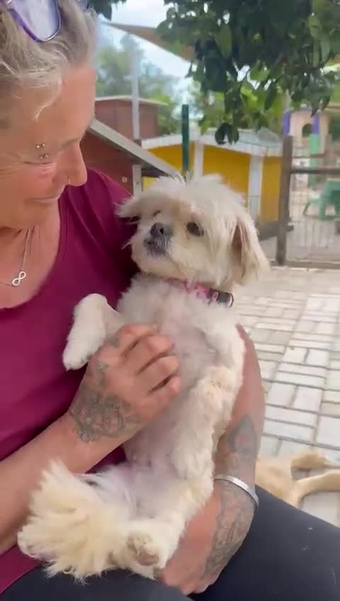 Mixed Breed dogs for adoption: Tinnie Winnie Valentina - Video 1