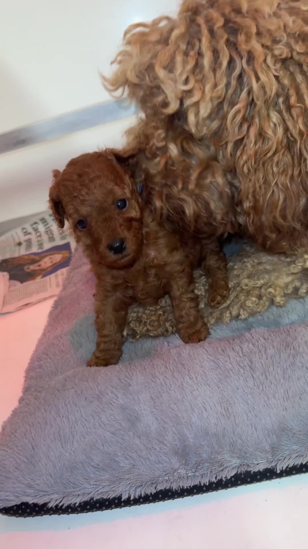 Toy Poodle dogs for sale: 🐩 Beautiful Deep Red Toy Poodle Puppy - Video 1