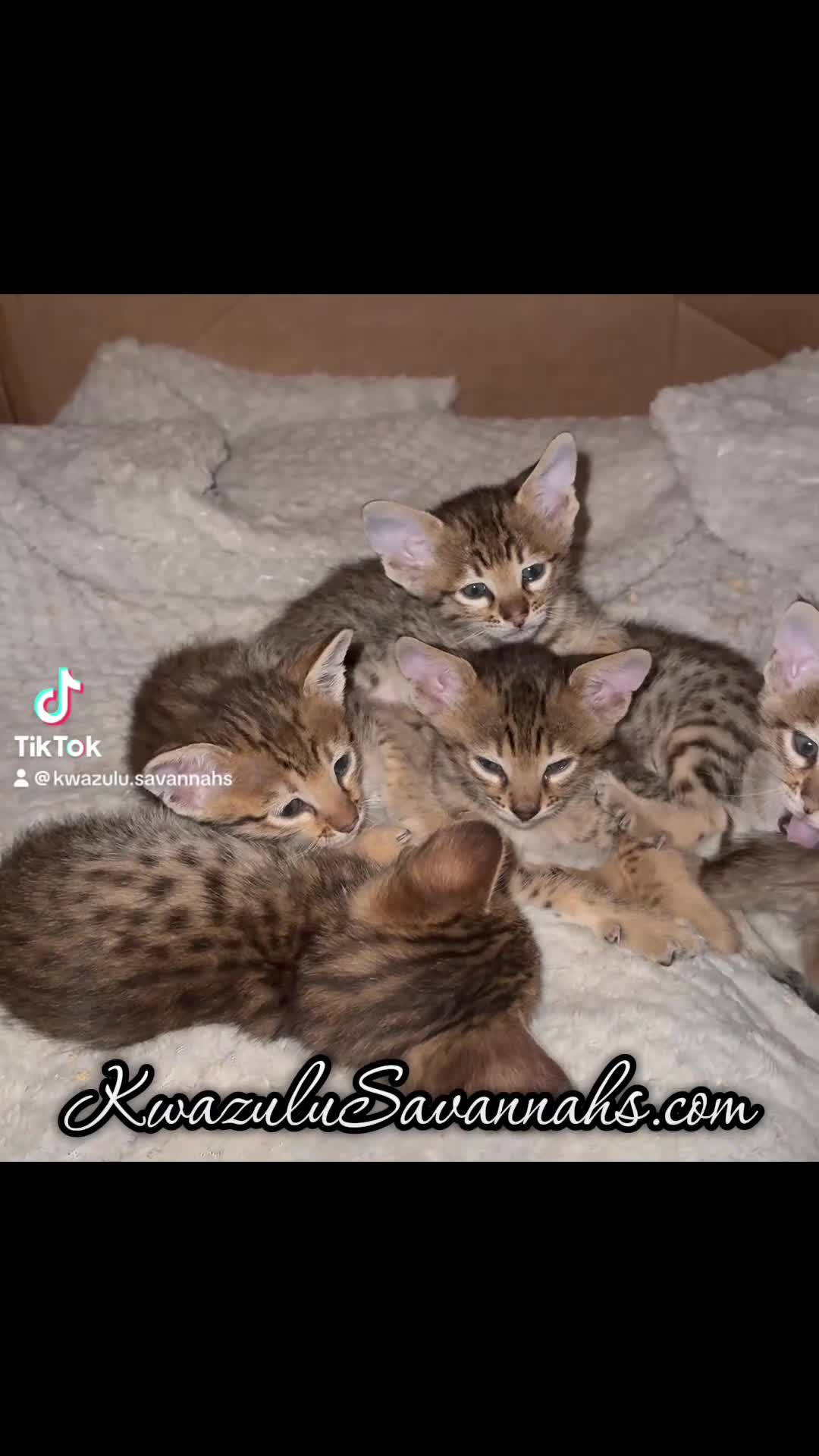 Savannah cats for sale: Excellent Quality Tica Registered Purebred kittens - Video 2