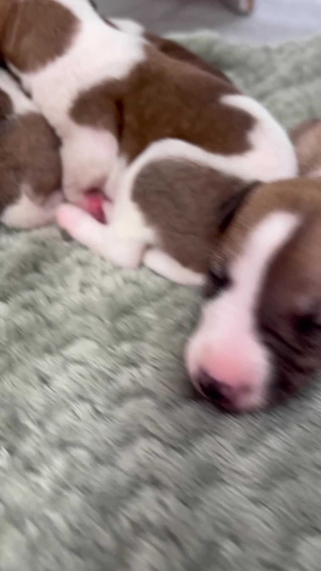 Whippet dogs for sale: One boy, Kennel club registered. - Video 1