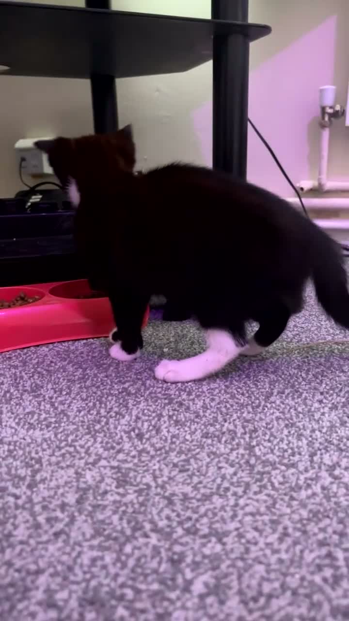 Mixed Breed cats for sale: Black and white cat - Video 4
