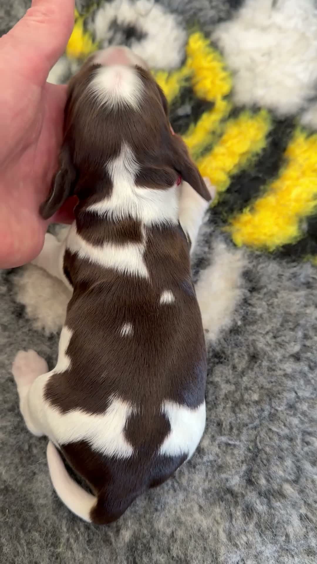 Cocker Spaniel dogs for sale: Stunning show type Cocker spaniel puppies  - Video 2