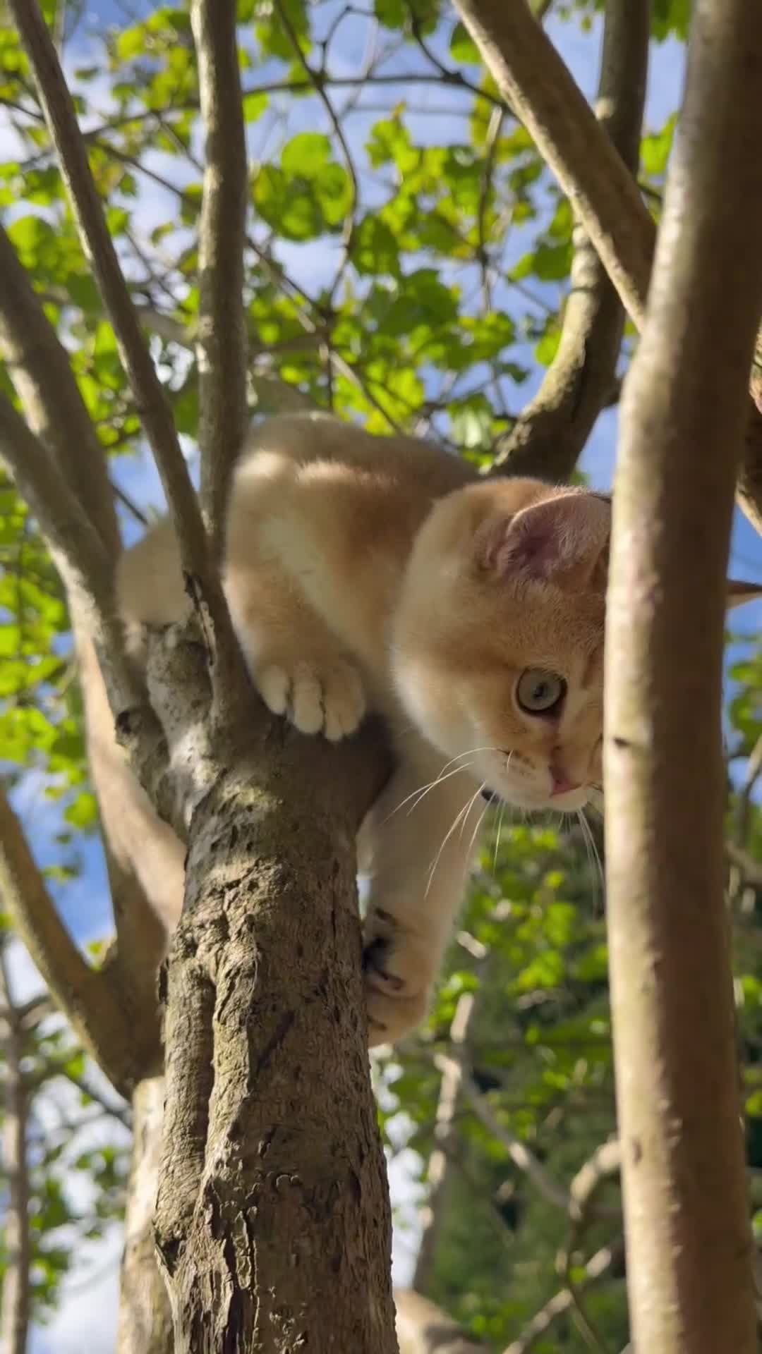 Scottish Fold cats for sale: Golden shade Scottish straight Kitten 1🐾 - Video 1
