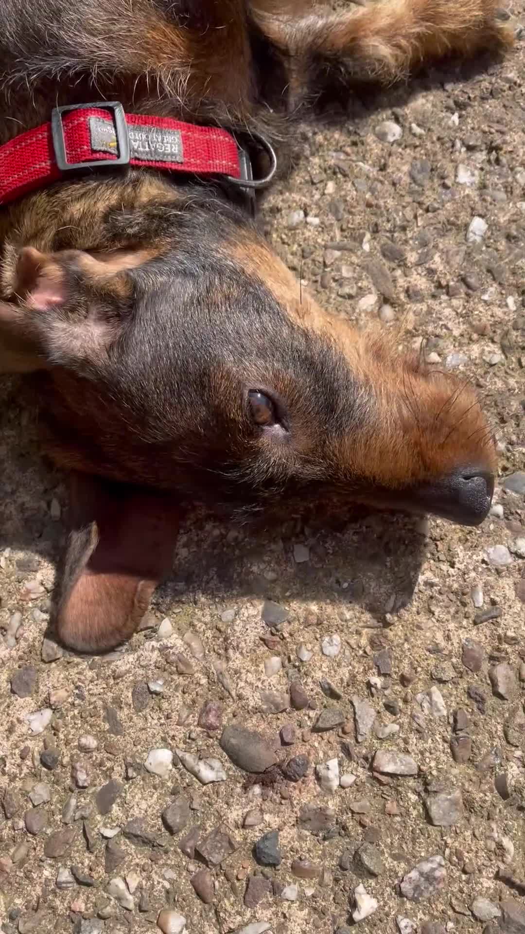 Dachshund dogs for sale: KC standard wire haired dachshund puppies (teckel) in Tiverton - Video 3
