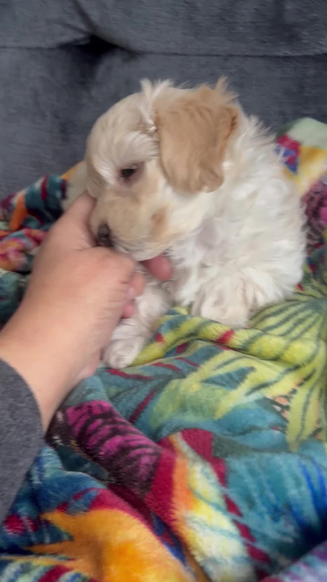Maltipoo dogs for sale: Ready now - 1 boy left F1B Maltipoo Puppy 💜🐾 - Video 4