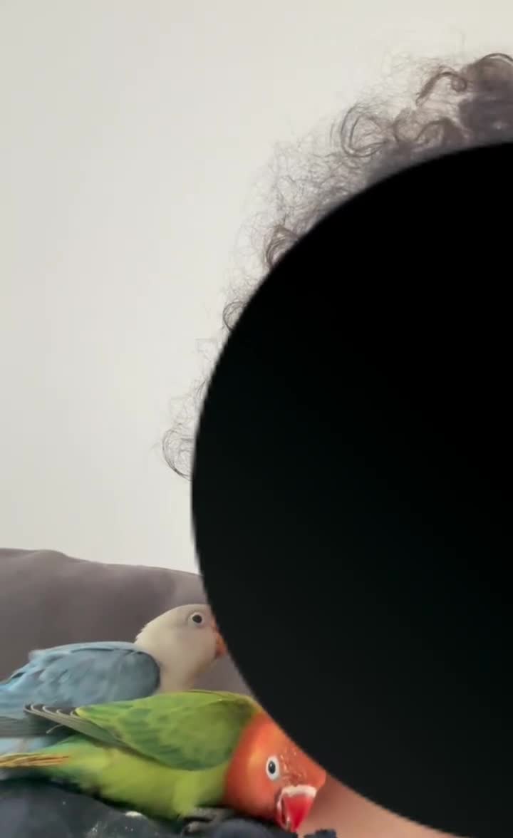 Lovebirds birds for sale: Baby hand-reared lovebirds - Video 2