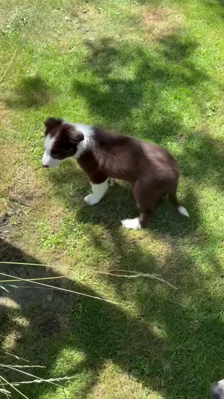 Border Collie dogs for sale: Litter of three striking Border Collie puppies  in Witney - Video 2