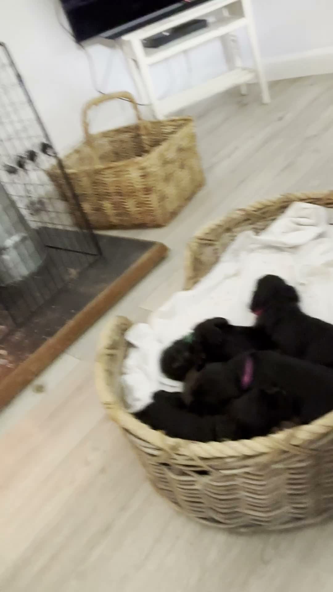 Cocker Spaniel dogs for sale: Gorgeous Working Cocker Spaniel Puppies 🐾 - Video 3