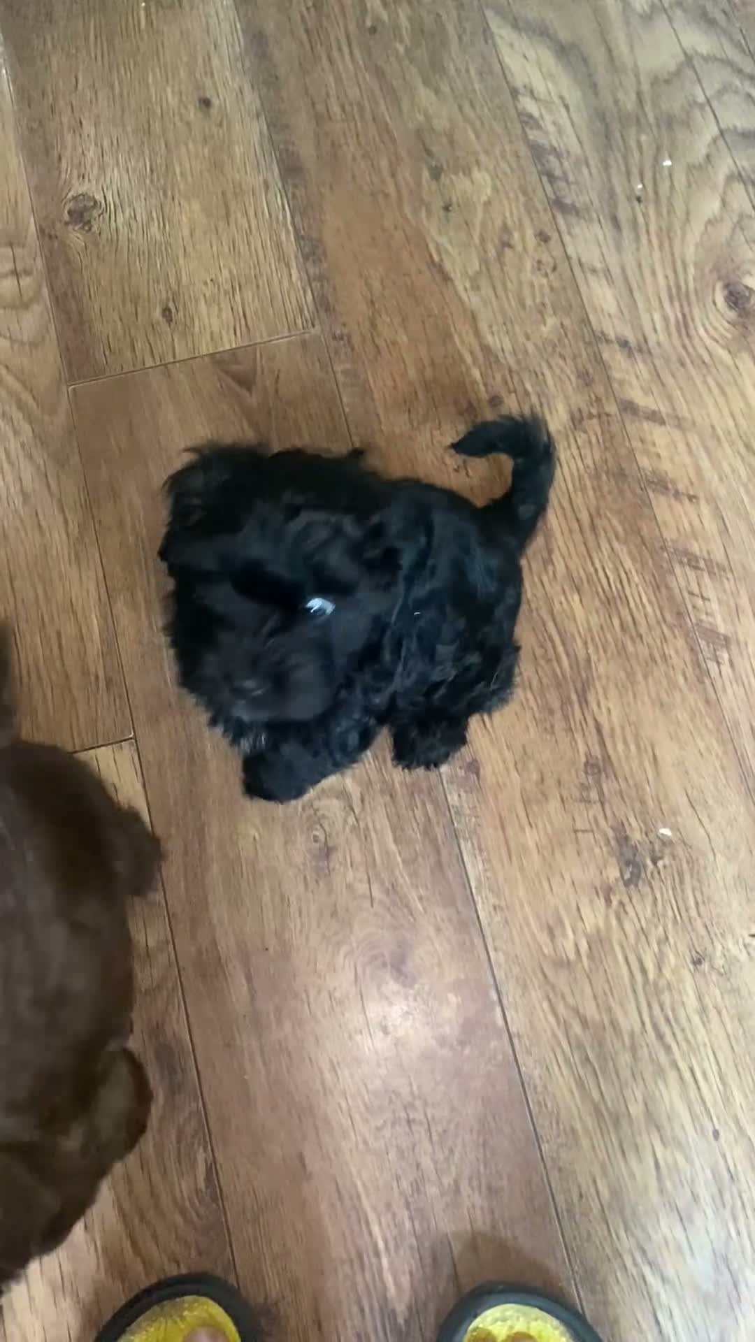 Mixed Breed dogs for sale: 2 Beautiful boys  in Wilmslow - Video 1