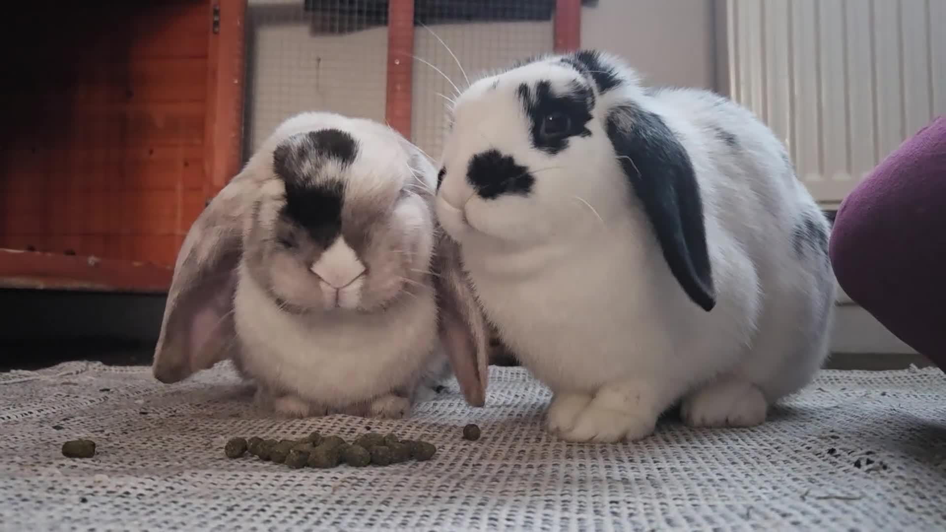 Mixed Breed rabbits for sale: 2 Female Rabbits- Misty & Storm in Mitcham - Video 1