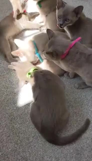 Burmese cats for sale: Burmese kittens for sale in Doncaster - Video 1