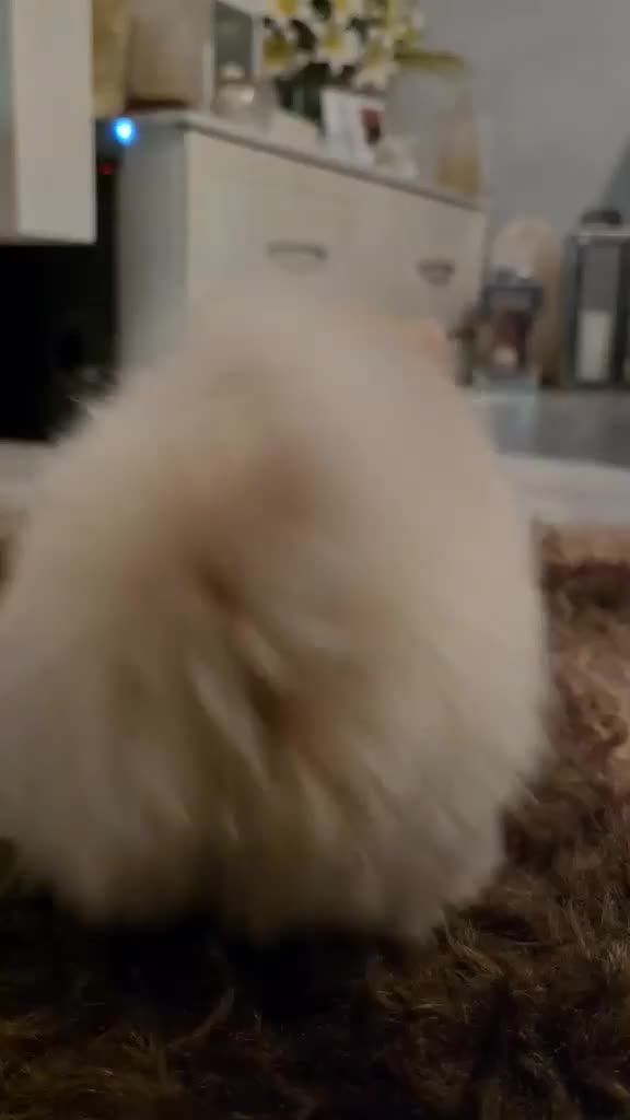Pomeranian dogs for sale: Beautiful miniature Pomeranians  - Video 2