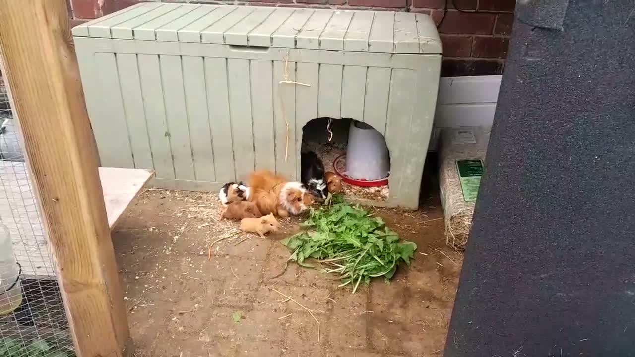 Guinea Pig rodents for sale: Guinea pigs 6 weeks  - Video 1