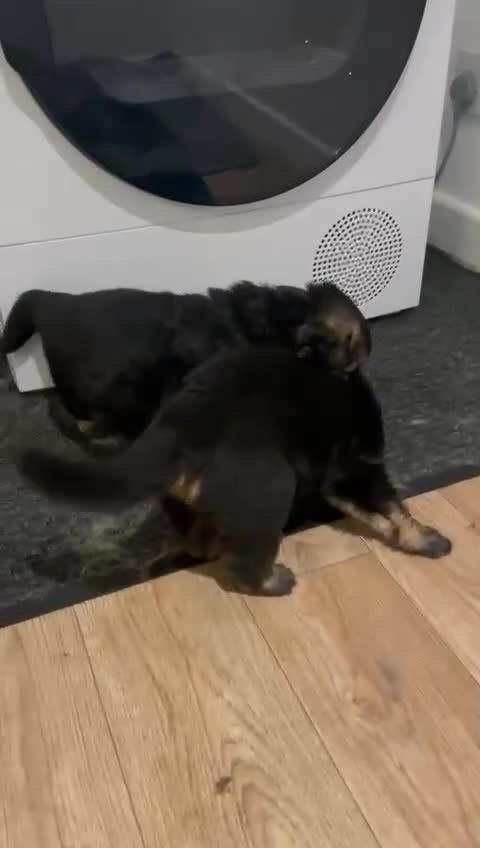 German Shepherd dogs for sale: Long-Medium hair pure bred German Shepherds 🇩🇪 - Video 4