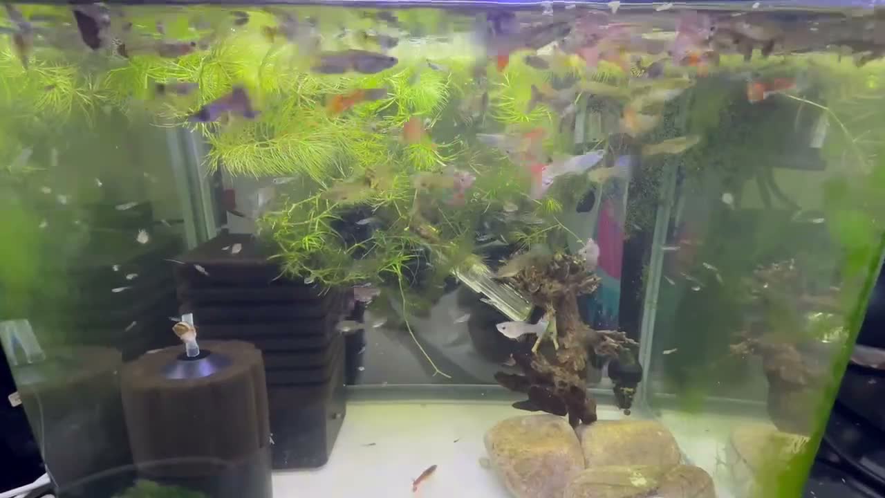 Live Bearers fish for sale: Guppy’s  - Video 1