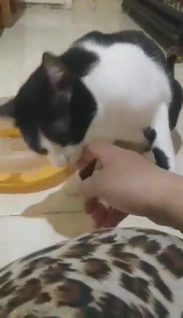 Mixed Breed cats for adoption: Full of cuddles Shakira <3 - Video 2