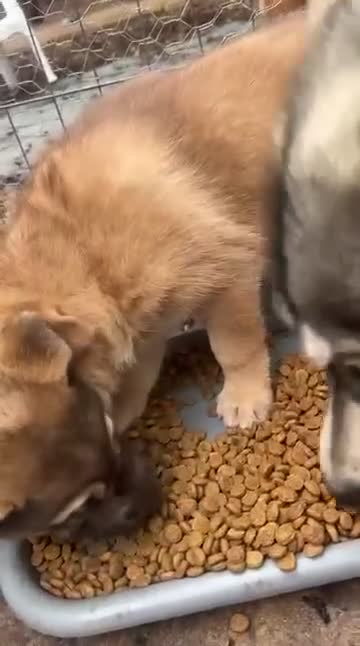Shepsky dogs for sale: Shepski - Video 1