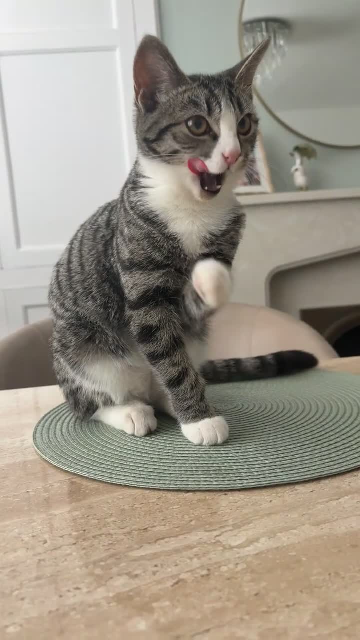 Domestic Shorthair cats for adoption: Dolcie  - Video 1