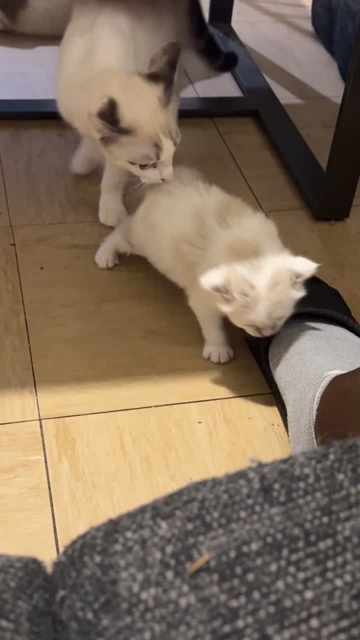 Ragdoll cats for sale: Beautiful Ragdoll Kittens - Video 1