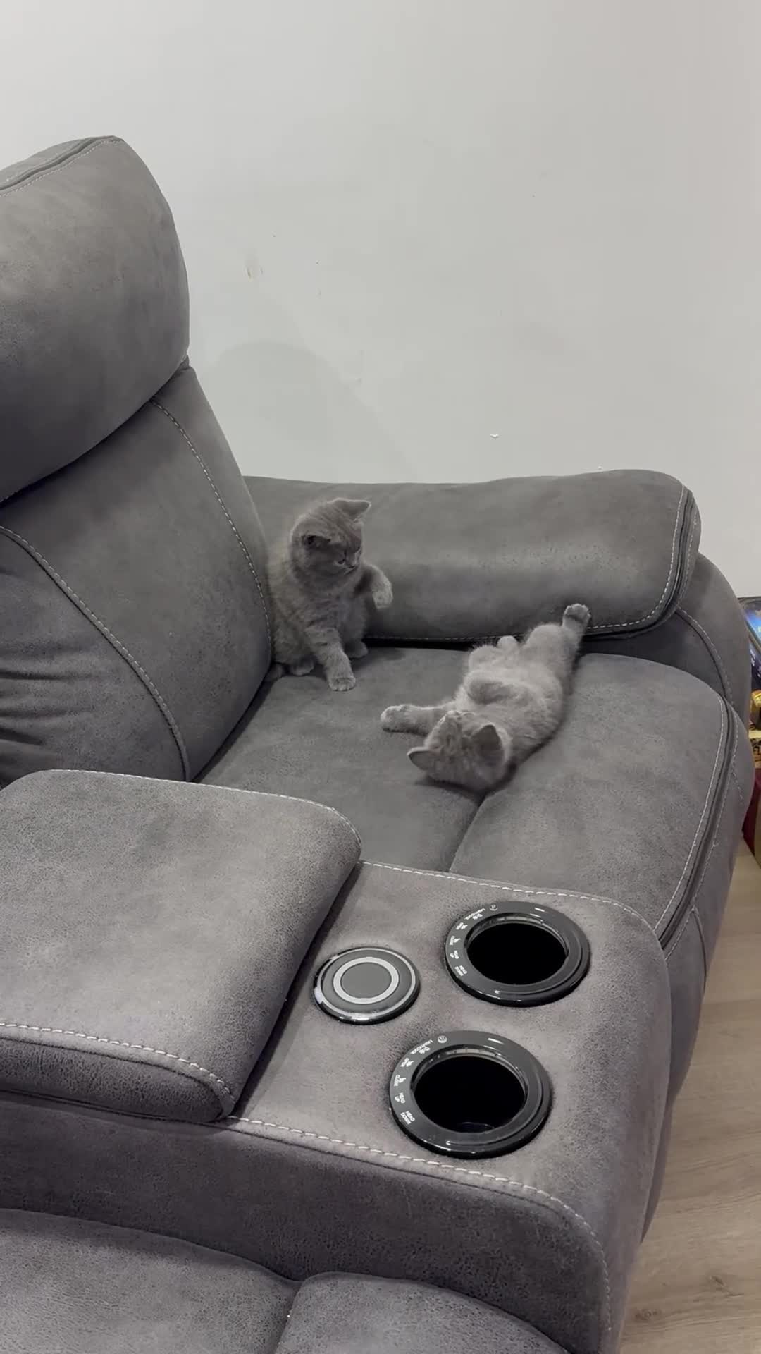 British Shorthair cats for sale: British shorthair kittens “Ready now” - Video 3