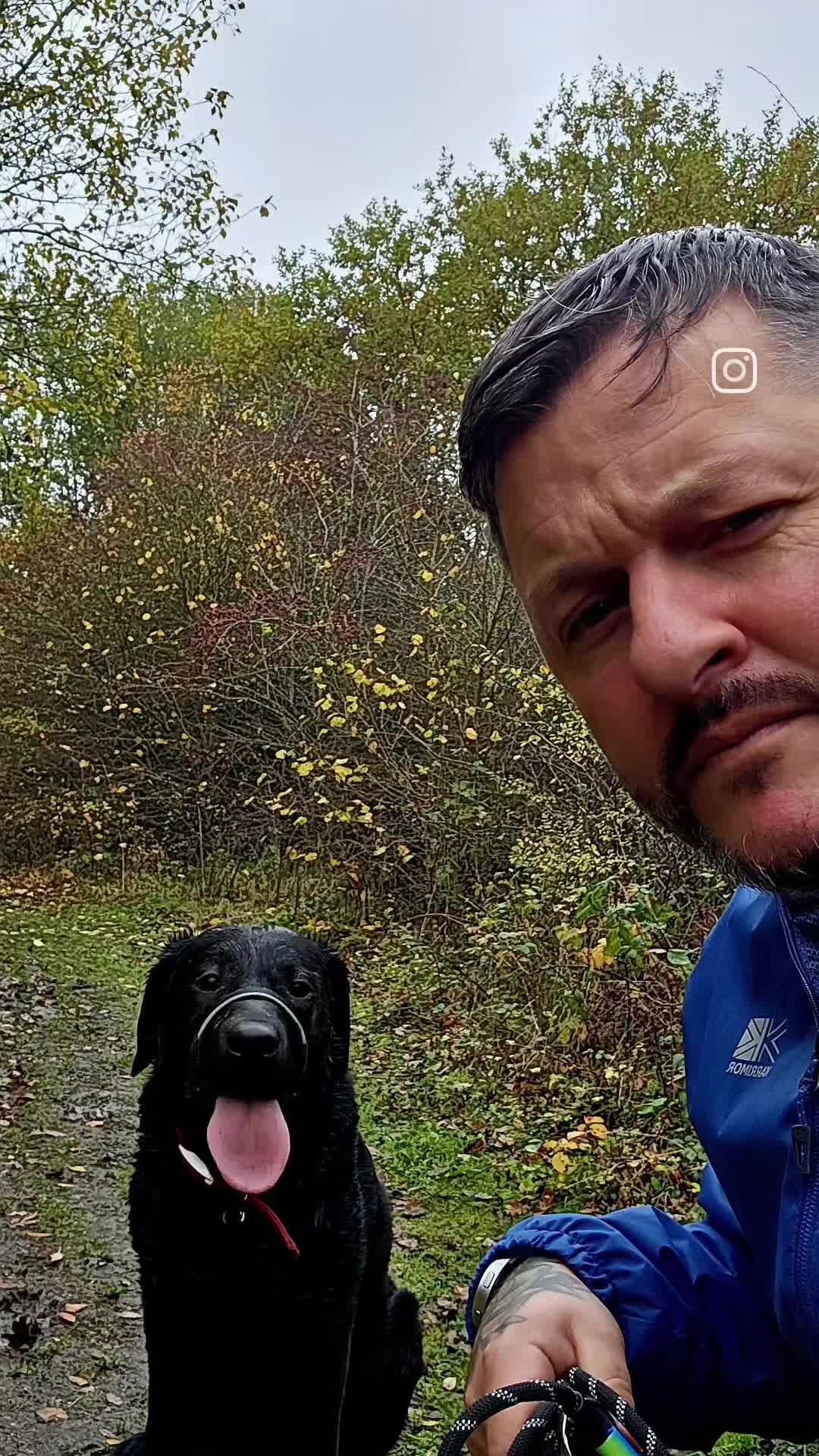 Labrador Retriever dogs for sale: Labrador for sale - Video 1