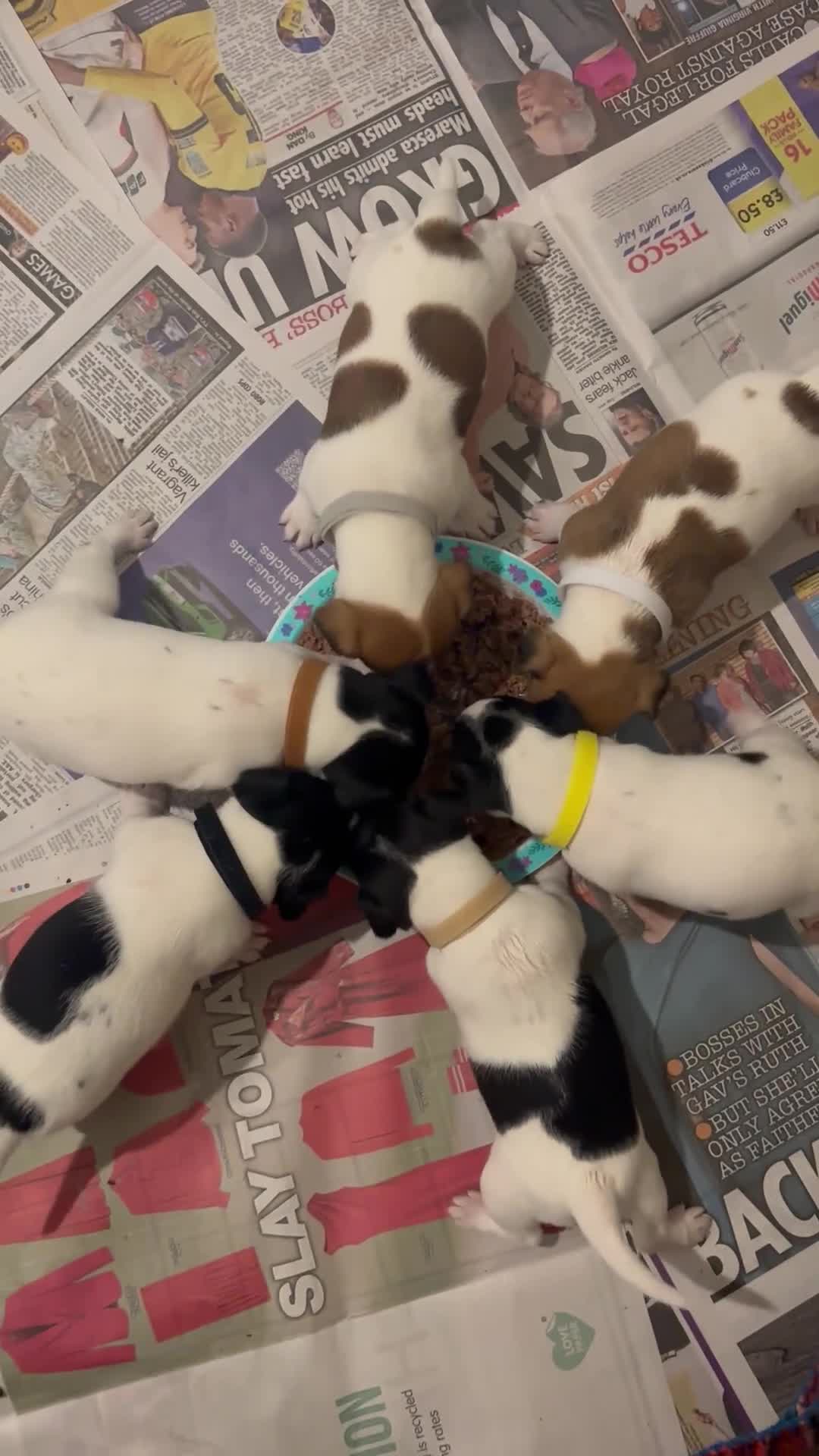 Jack Russell dogs for sale: Jack Russell puppies  - Video 1