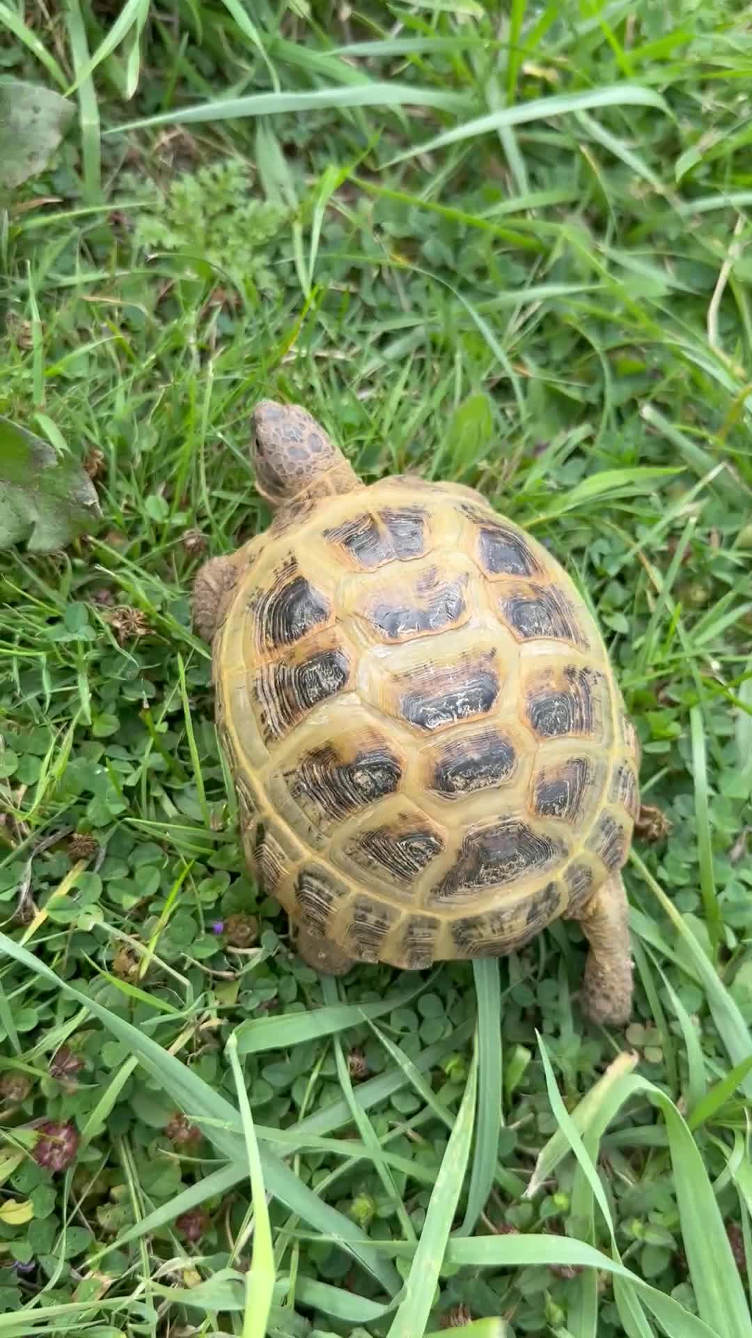 Tortoise reptiles for sale: Horsefield Russian Tortoise  - Video 3