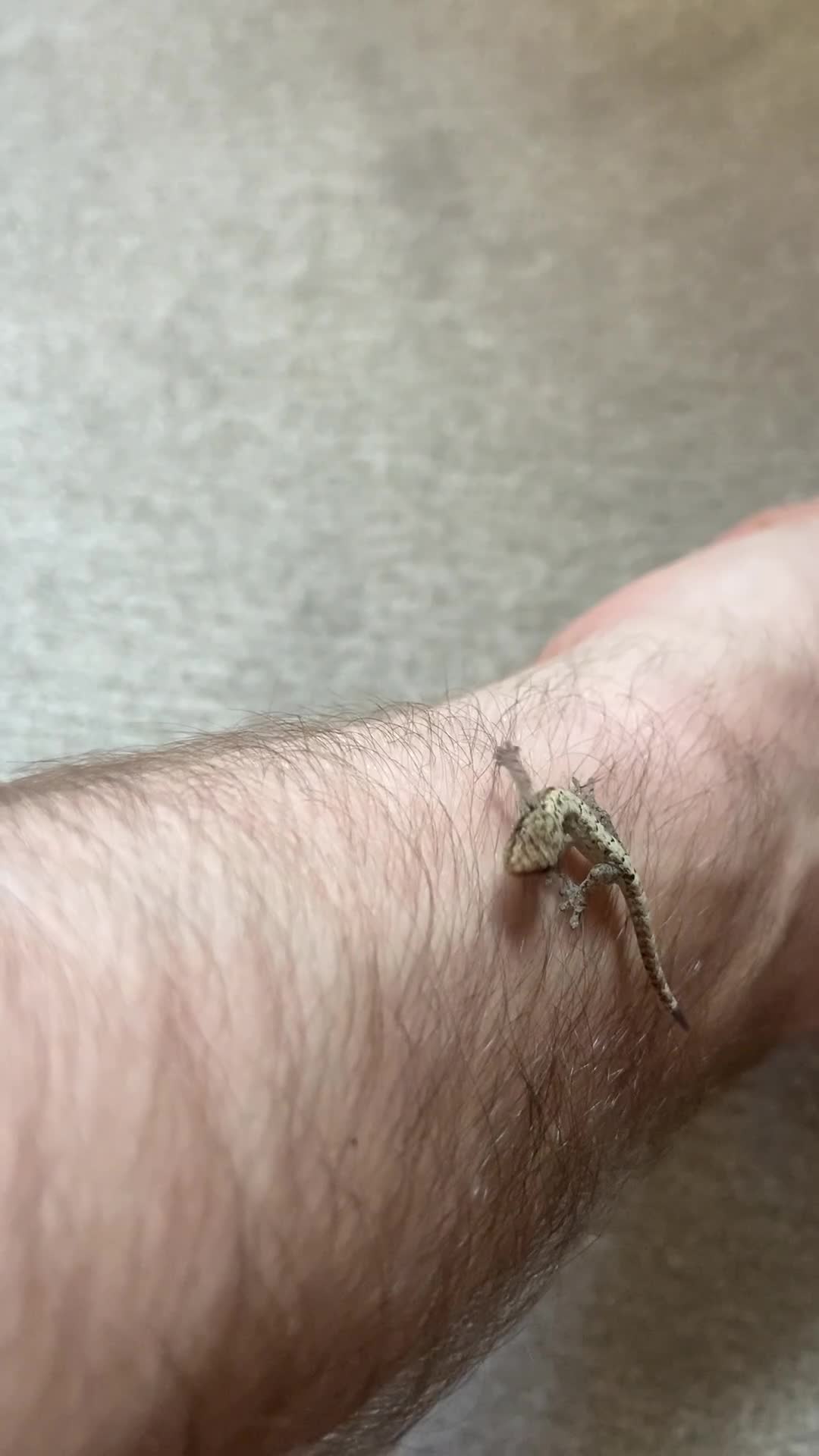 Gecko reptiles for sale: Mourning Gecko Juveniles [+ FREE PLANT CUTTING) - Video 1
