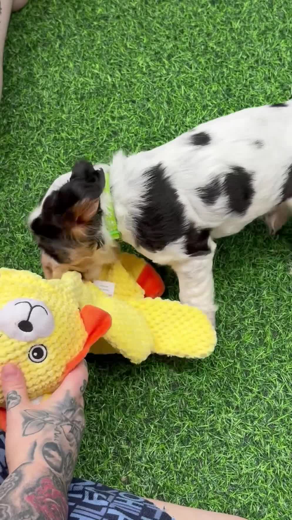 Cocker Spaniel dogs for sale: 🍋REAVAILABLE KC lemon roan show cocker - Video 3