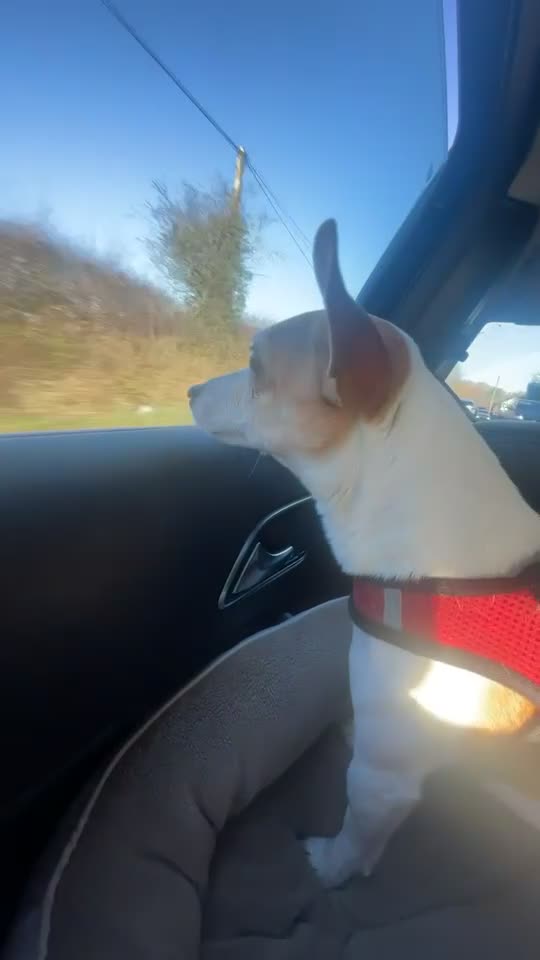 Mixed Breed dogs for sale: Chihuahua cross Jack Russell 10-11yrs old  - Video 1