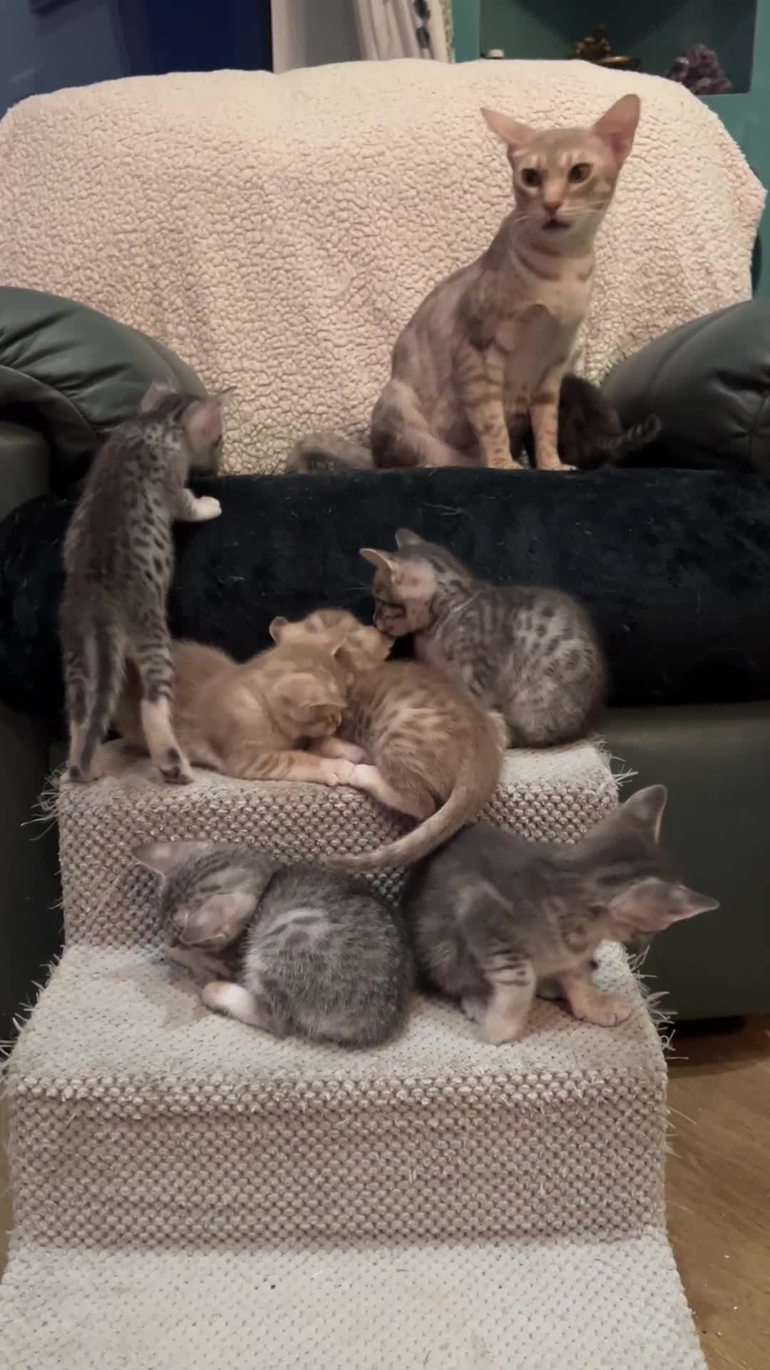 Ocicat cats for sale: Delightful Rare Breed Ocicat kittens. in Norwich - Video 1