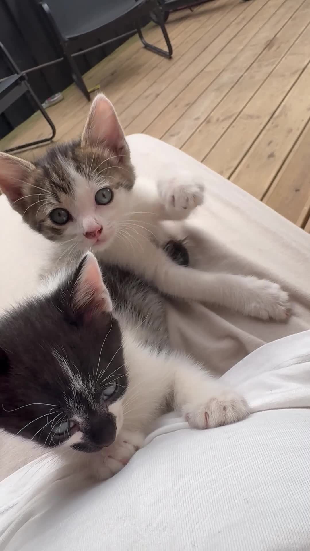 Domestic Shorthair cats for sale: Last Boy&Girl READY NOW 🐱 💕💙 - Video 3