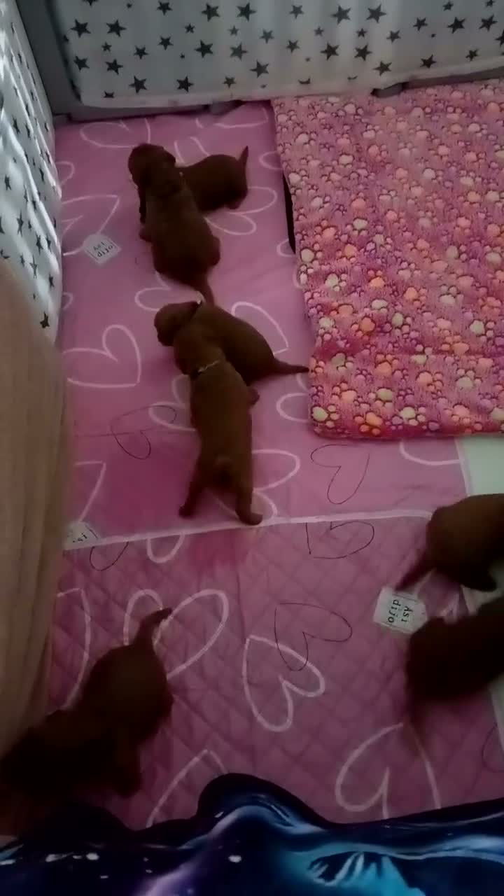 Cockapoo dogs for sale: Stunning Red F1B Cockapoos in Glasgow - Video 1