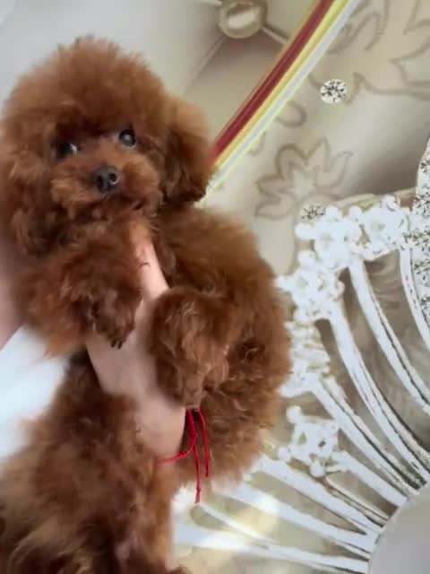 Toy Poodle dogs for stud: Red asian poodle for stud - Video 1