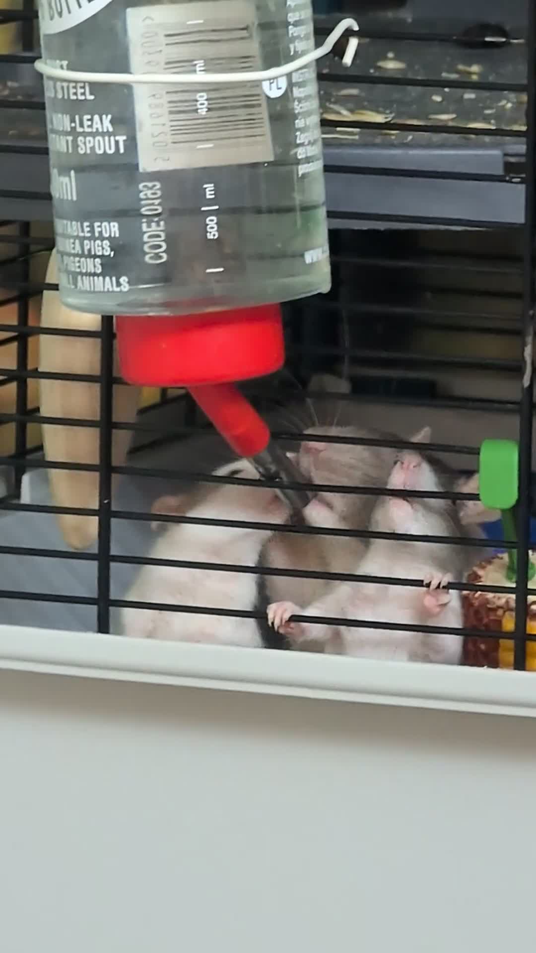 Rat rodents for sale: Adorable Baby Rats, ready from 16 January. - Video 2