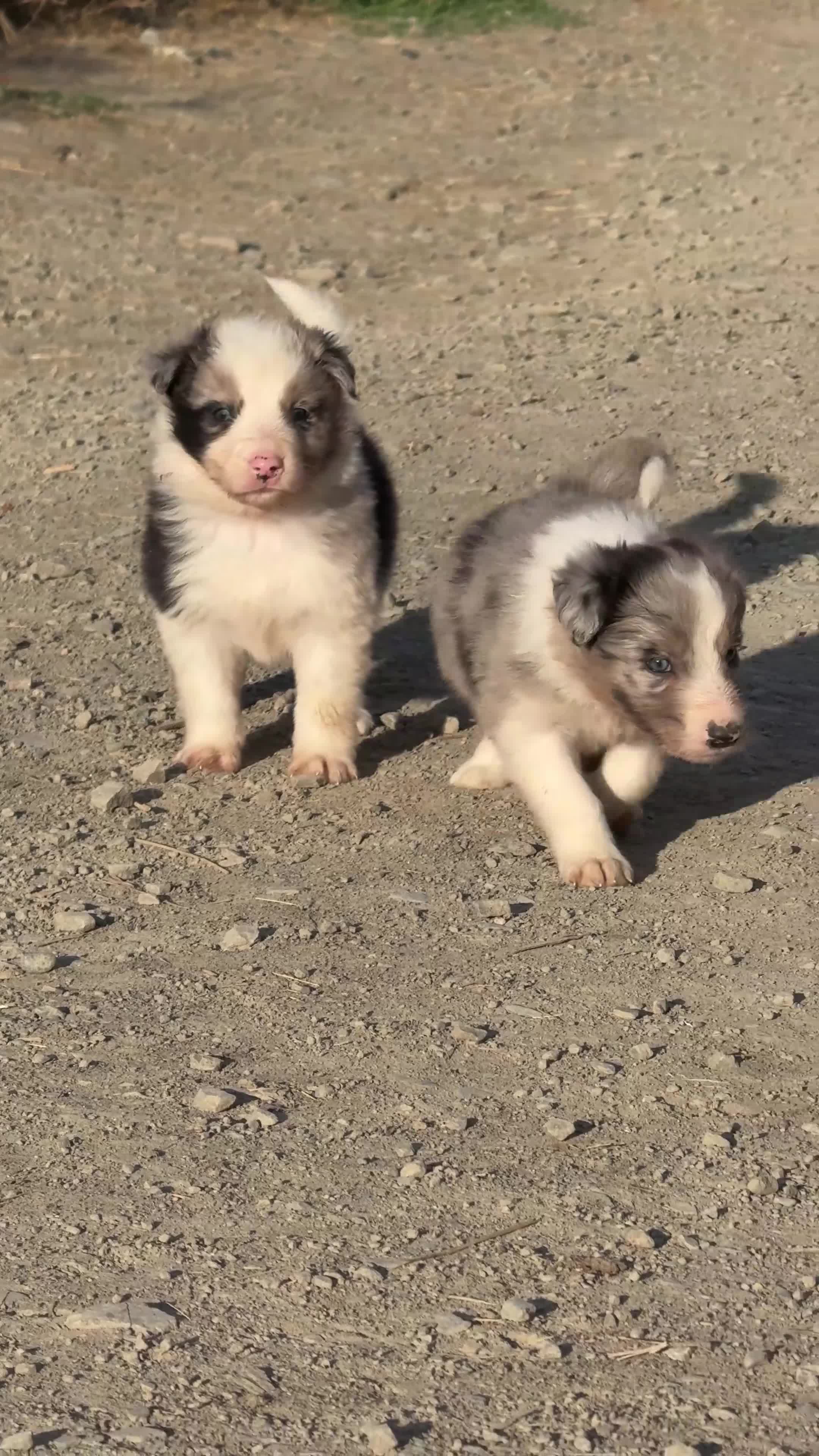 Border Collie dogs for sale: Beautiful Border Collies, proven agility obedience - Video 4