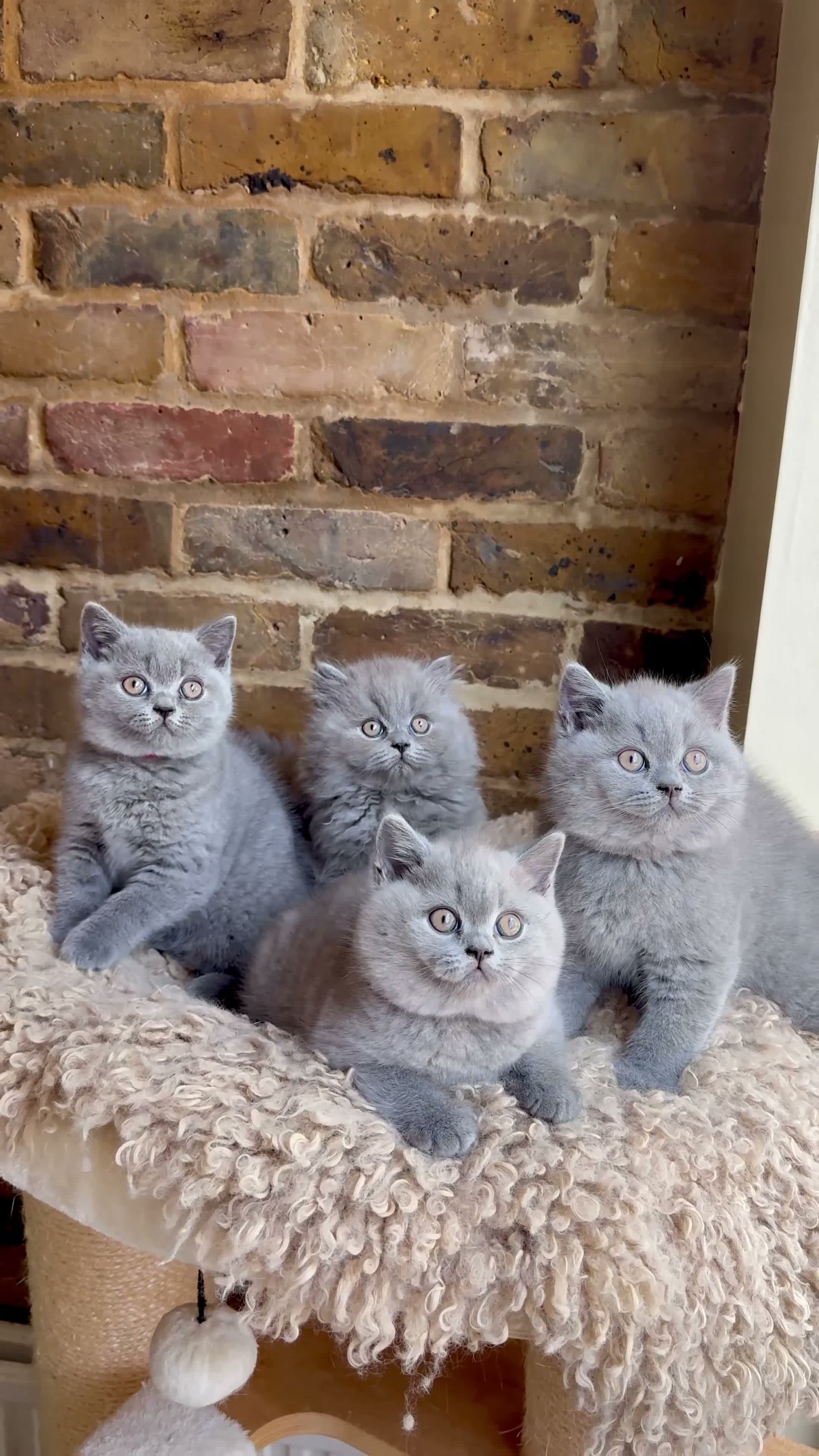 British Shorthair cats for sale: Available Now 💙 GCCF registered BSH Kittens. - Video 1