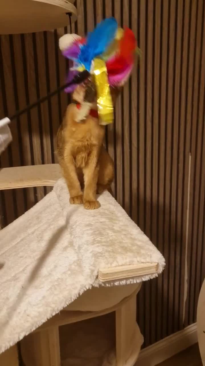 Abyssinian cats for sale: Pure Abyssian kittens ❤️ - Video 1