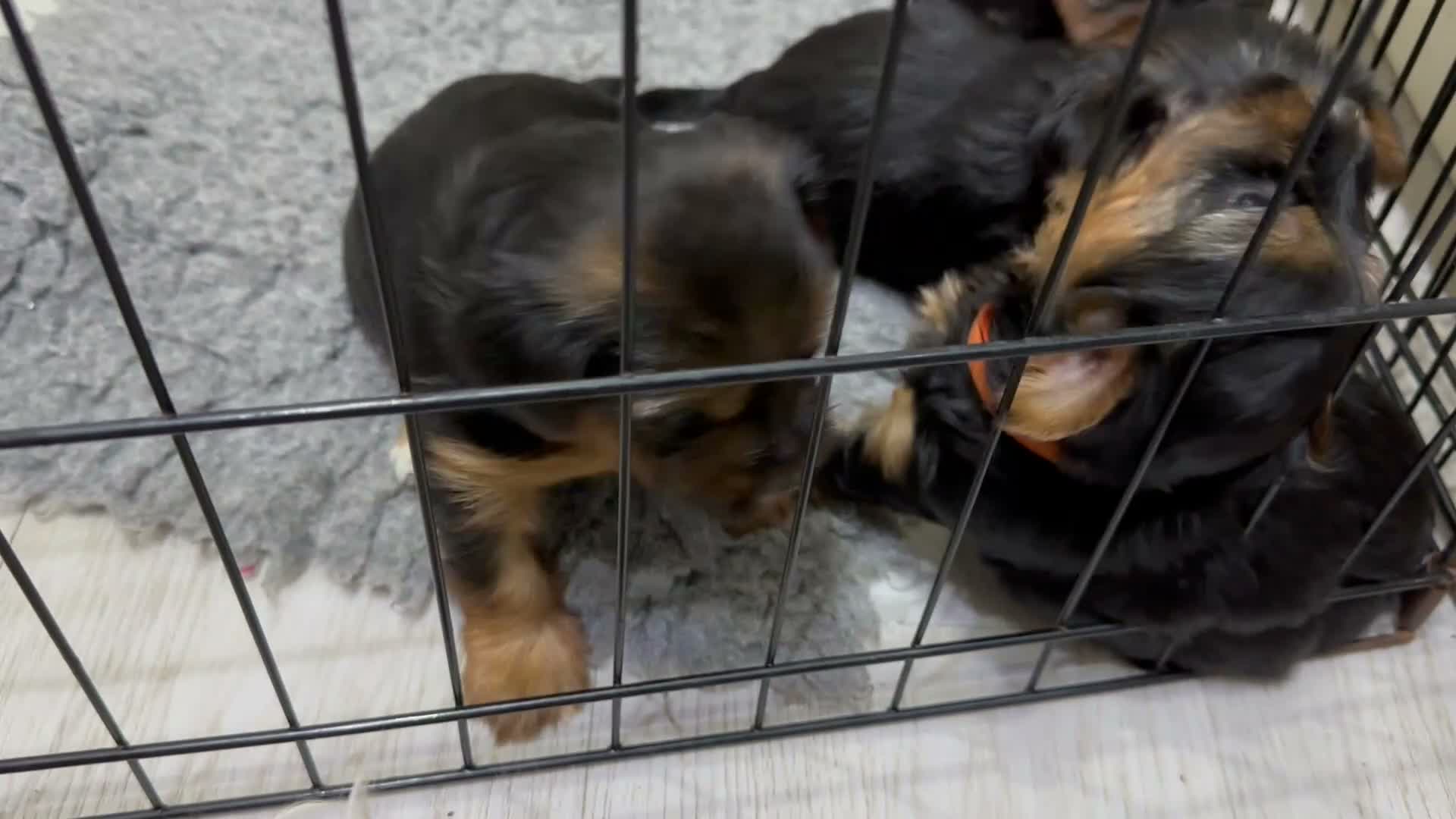 Yorkshire Terrier dogs for sale: Gorgeous litter of Yorkshire terriers - Video 2