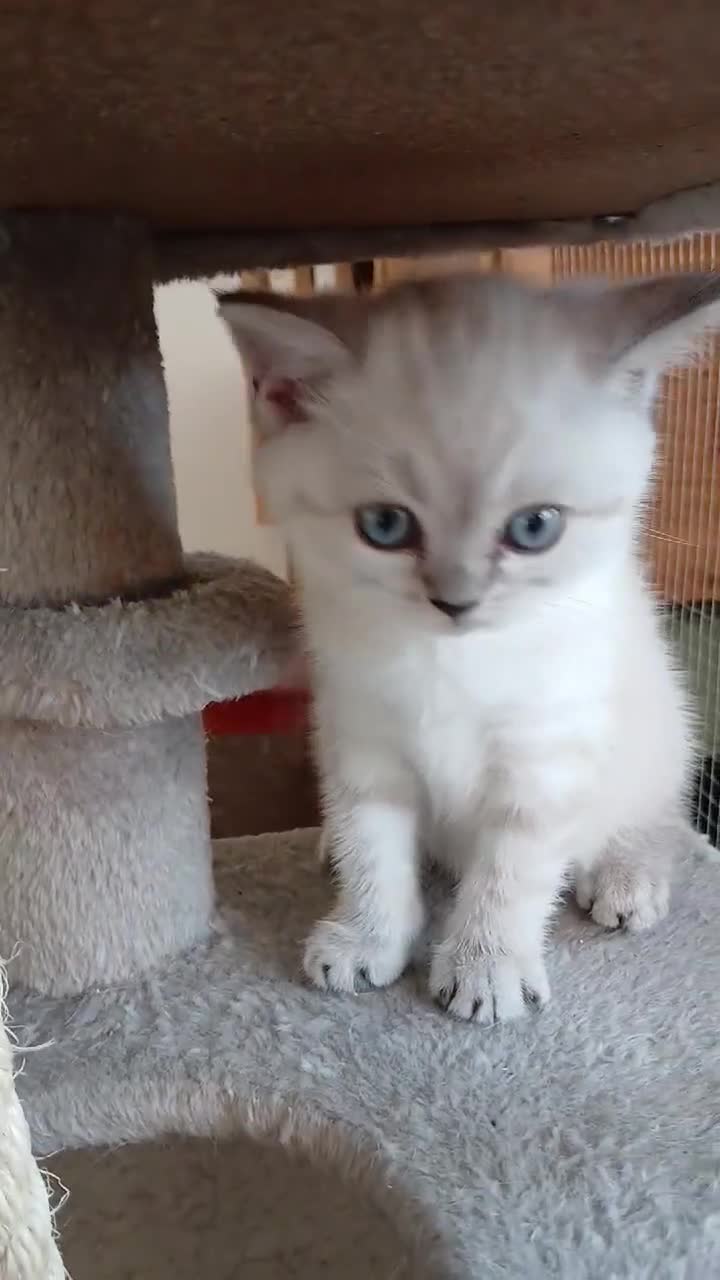 British Shorthair cats for sale: Bsh X Scotish stright kitten colorpoint-girl. - Video 2