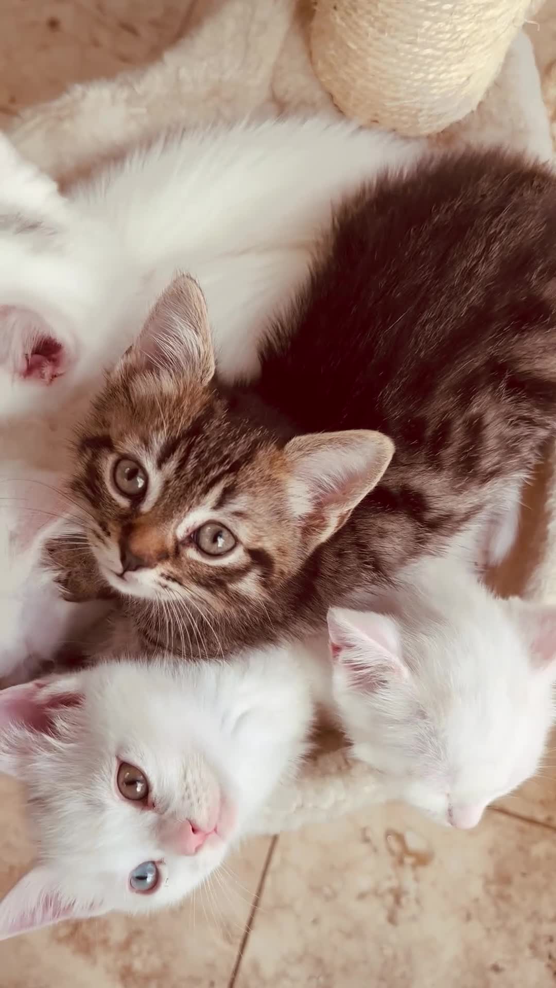 Mixed Breed cats for sale: 5 Beautiful Kittens Looking for Loving Homes - Video 2