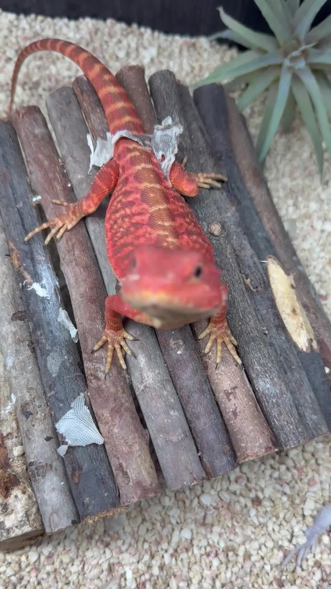 Bearded Dragon reptiles for sale: Red monster bearded dragon.  in Bromley - Video 1